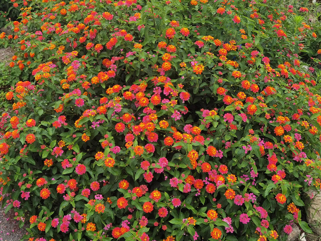 Lantana camara photo